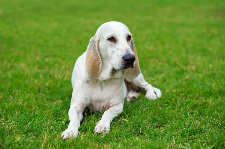 Cane Billy