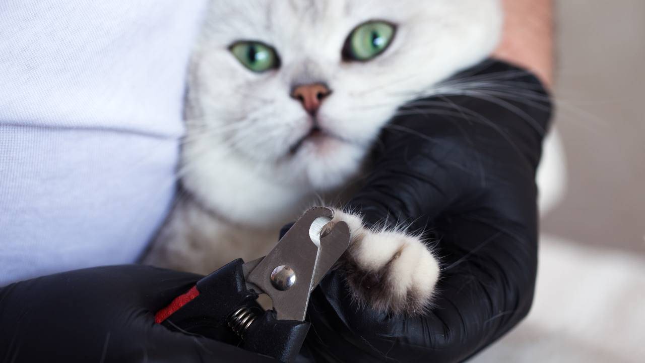 Come scegliere il tagliaunghie per il gatto