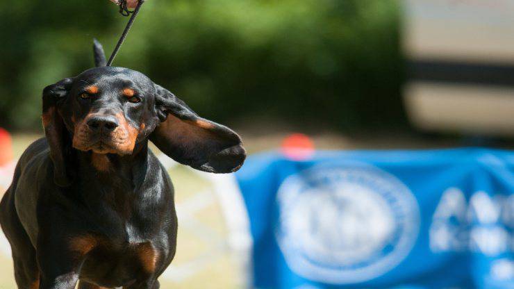Razze compatibili col Black and Tan Coonhound
