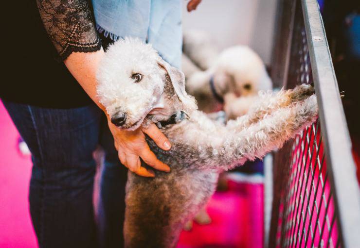 Razze compatibili col Bedlington Terrier Razze compatibili col Bedlington Terrier