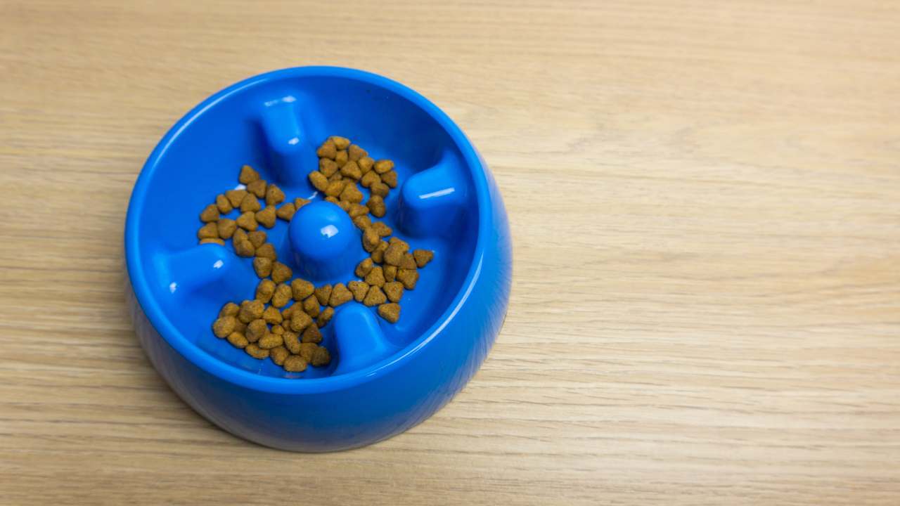 Ciotola anti-ingozzamento per il gatto