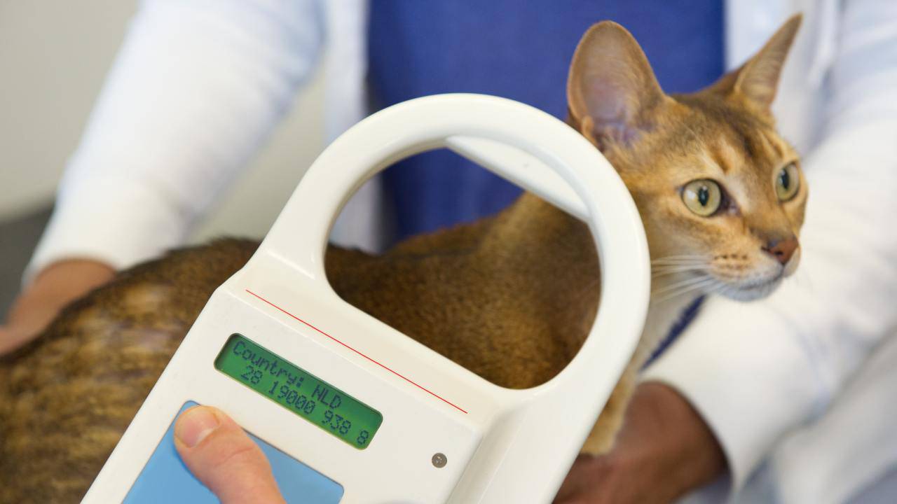 Microchip obbligatorio per i gatti in Lombardia