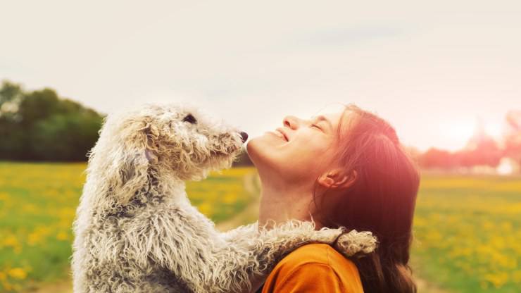Adottare un Bedlington Terrier Adottare un Bedlington Terrier