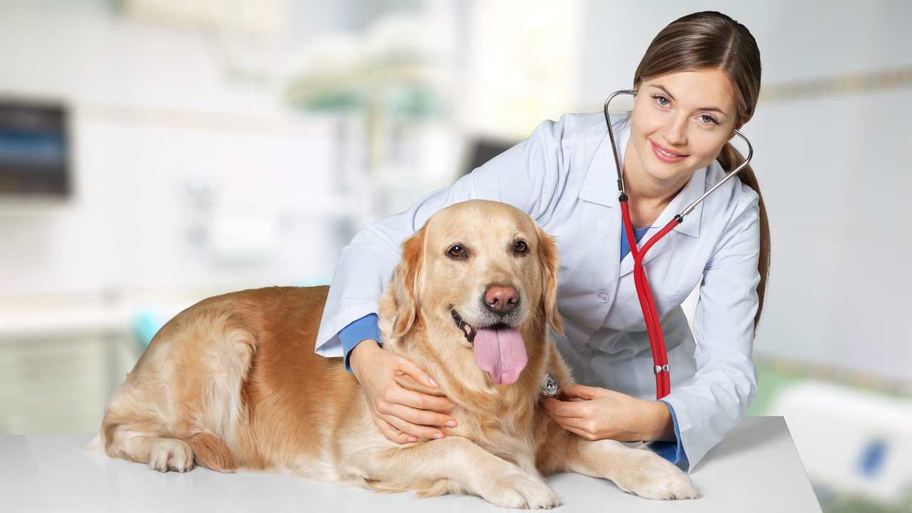 Anagrafe canina Abruzzo