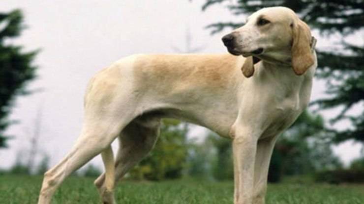 Quali sono le patologie più frequenti del Billy Malattie più comuni del Billy