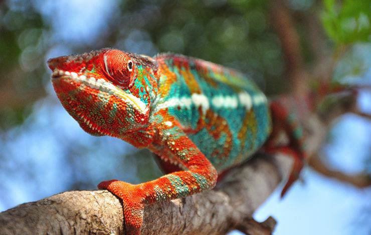 Camaleonte del Madagascar (Furcifer pardalis)