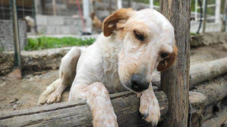 Cane Dasy Abbandonata