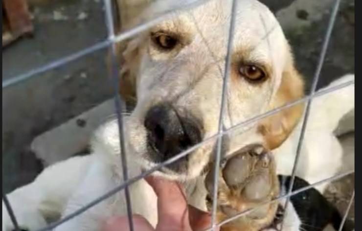 Cane Dasy Abbandonata