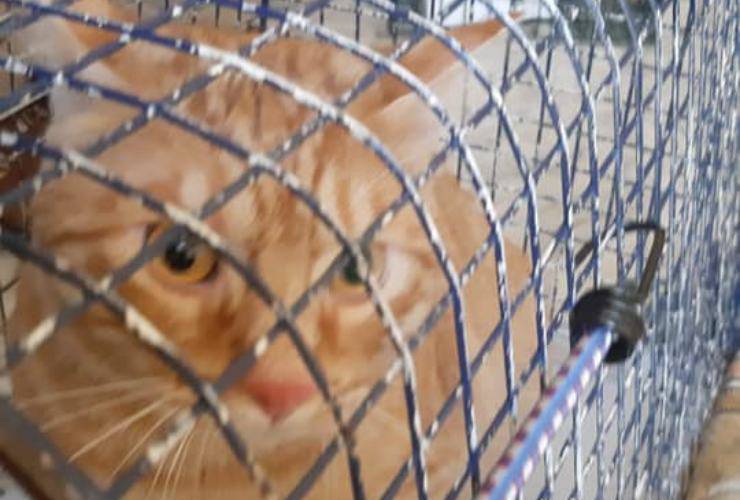 Gatto Cucciolo Uomo Covid Casa