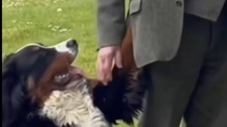 Presidente Irlanda Discorso Cane Video