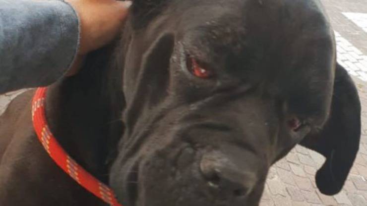 Cane Melinda Allevamento 