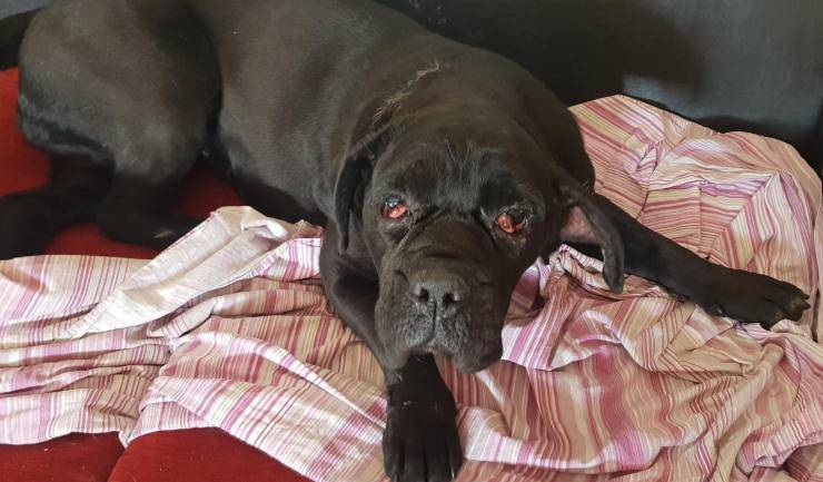 Cane Melinda Allevamento 
