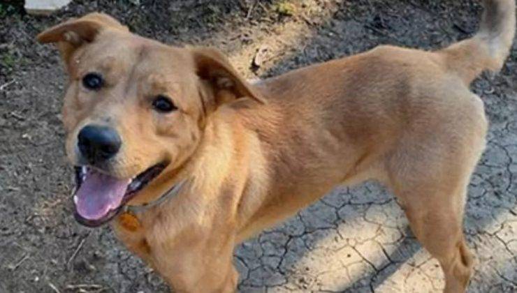 Cane Pacho Inizio Nuova Vita