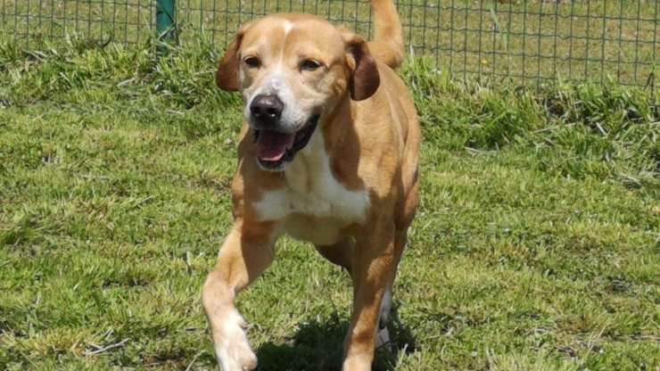 Cane Vasco Cerca Casa