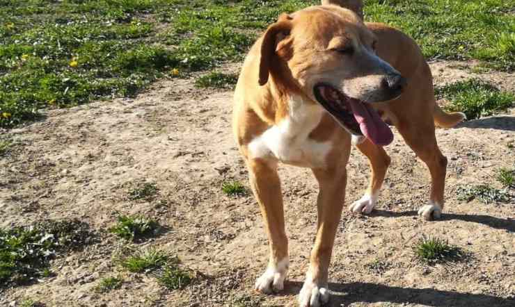 Cane Vasco Cerca Casa