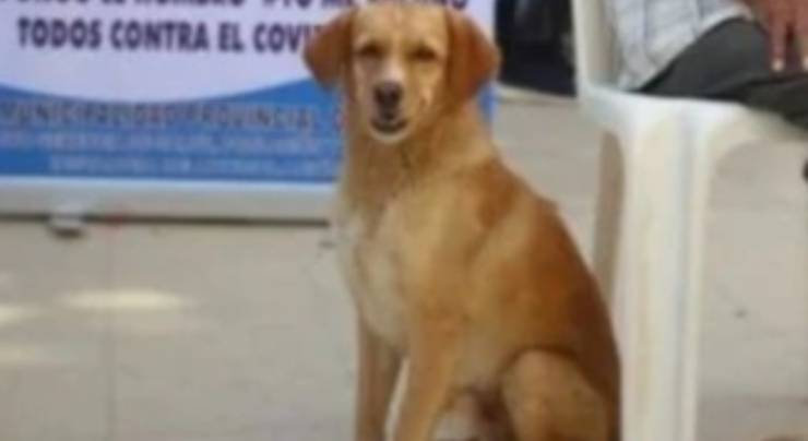 Cane Uomo Vaccino Covid