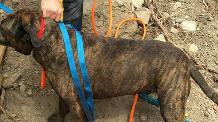 Cane Cade Dirupo 30 Metri
