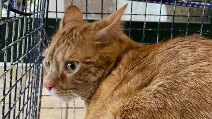 Gatto Cucciolo Uomo Covid Casa
