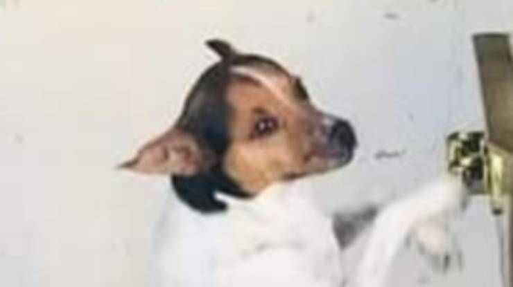 Cane Toy Bara Padrona Veglia