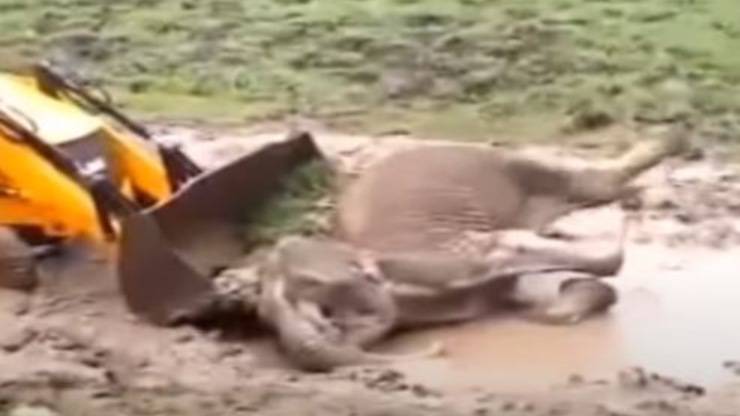 Elefante Pozza Ruspa Video