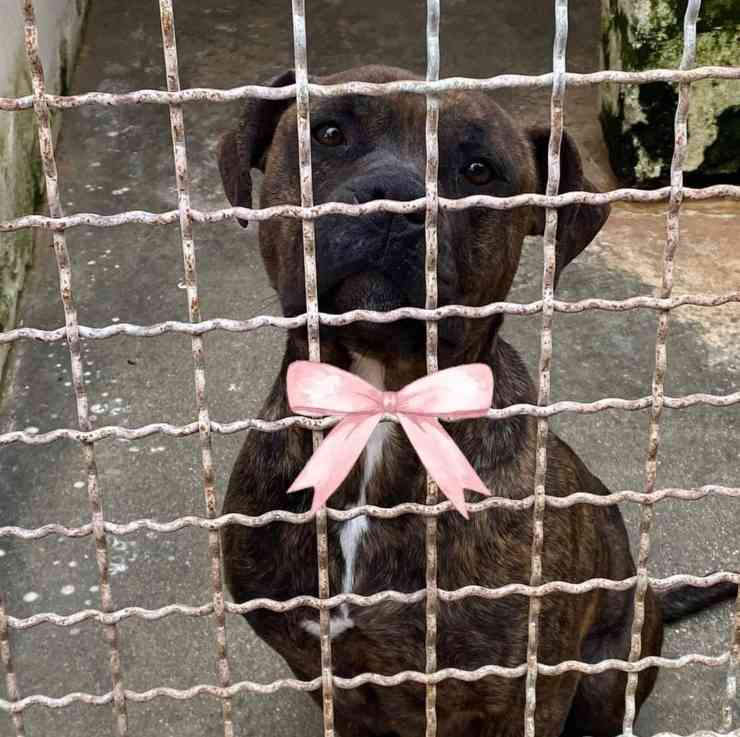 Cane Magda Cerca Casa