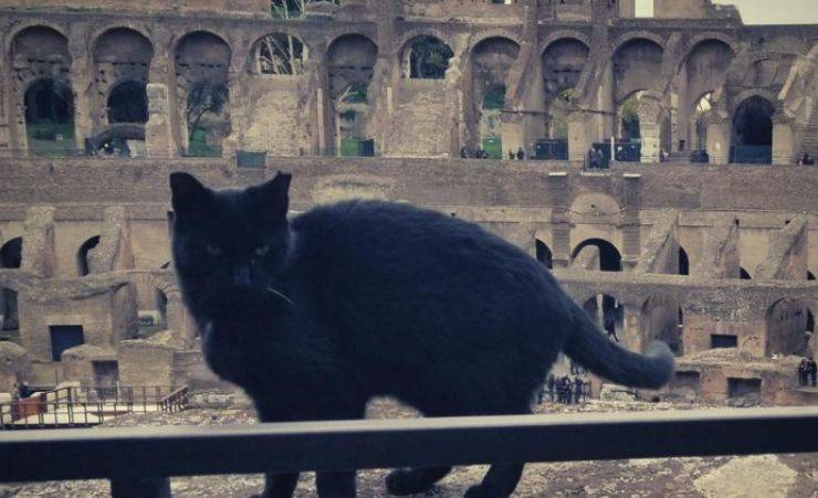 Morta Nerina Gatta Colosseo