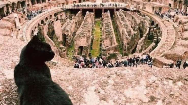 Morta Nerina Gatta Colosseo