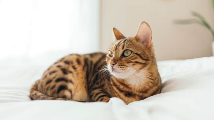 Sinoviosarcoma nel gatto