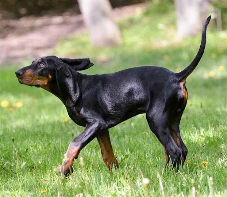 Cura del pelo del Black and Tan Coonhound
