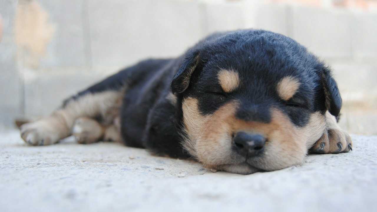 abitudini del cane mentre dorme