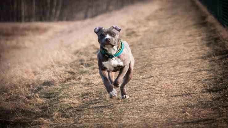 Pitbull in primo piano (Foto Pixabay)