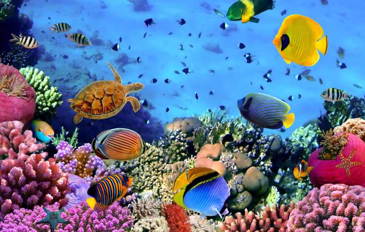 animali colorati