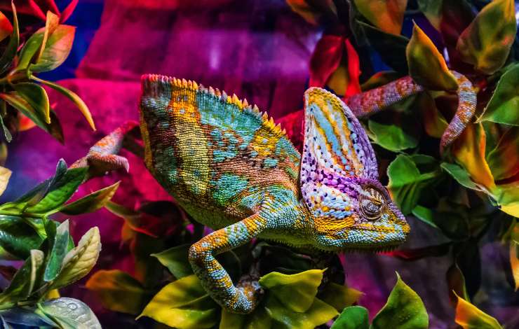 animali colorati