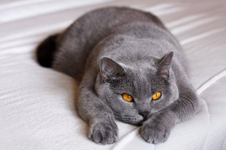 Gatto si riposa