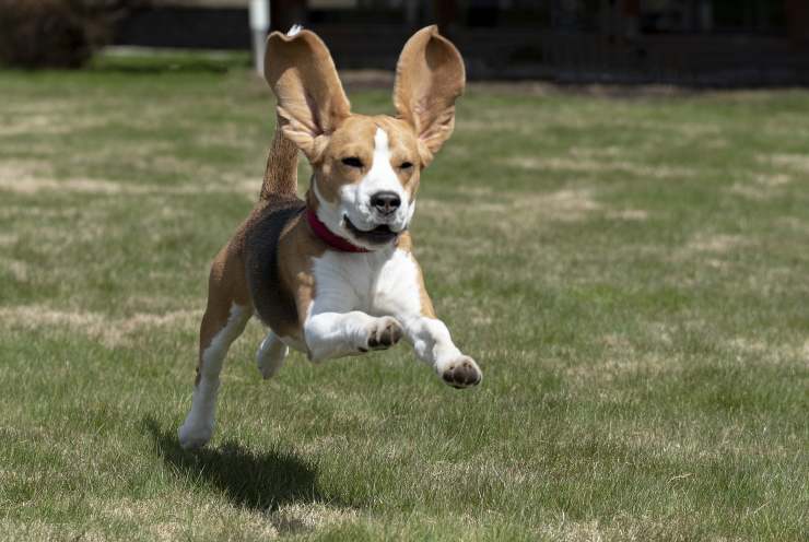 Cane corre nella natura