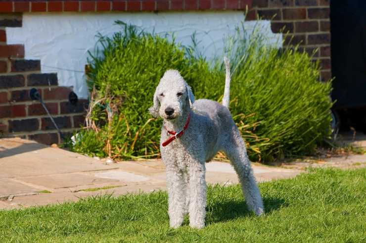 Cane 