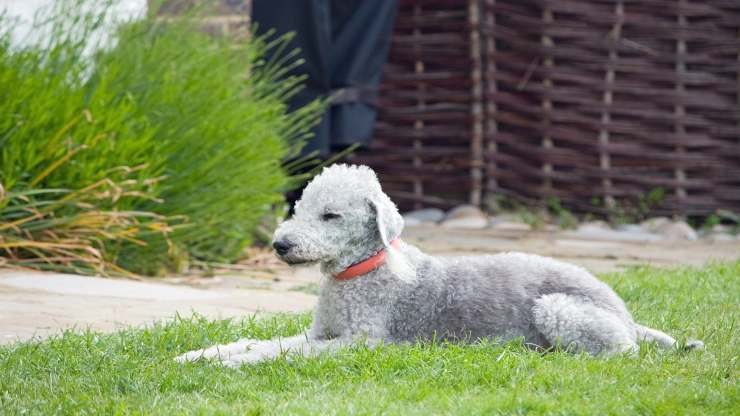 Alimentazione del Bedlington Terrier
