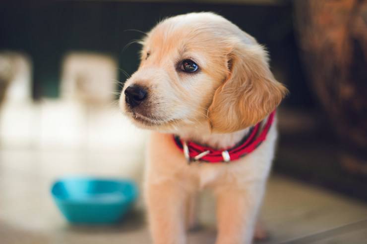 Far mangiare il cane malato
