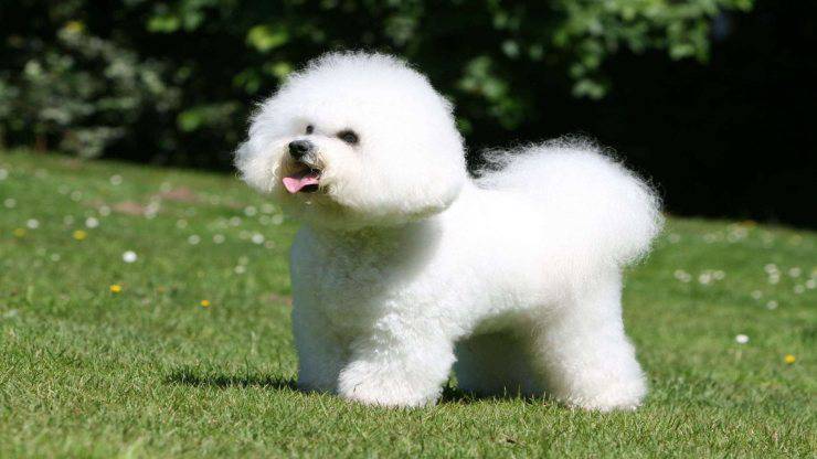 Cura del pelo del Bichon à poil frisé