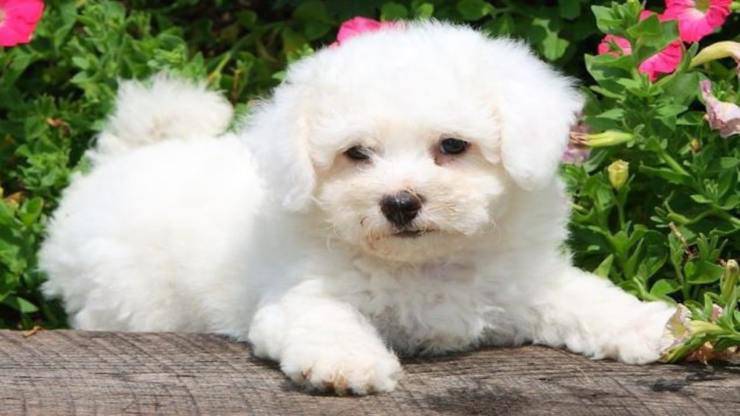 Alimentazione del Bichon à poil frisé
