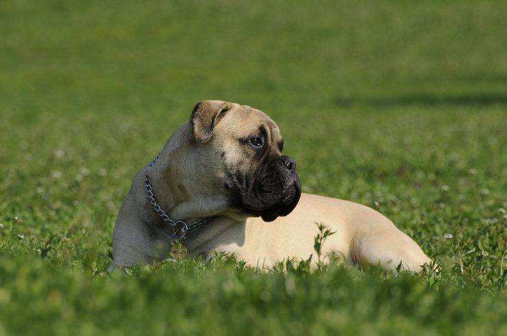 Cane nella natura