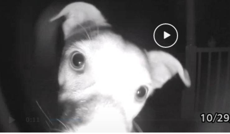 Il cane suona il campanello (Foto video)