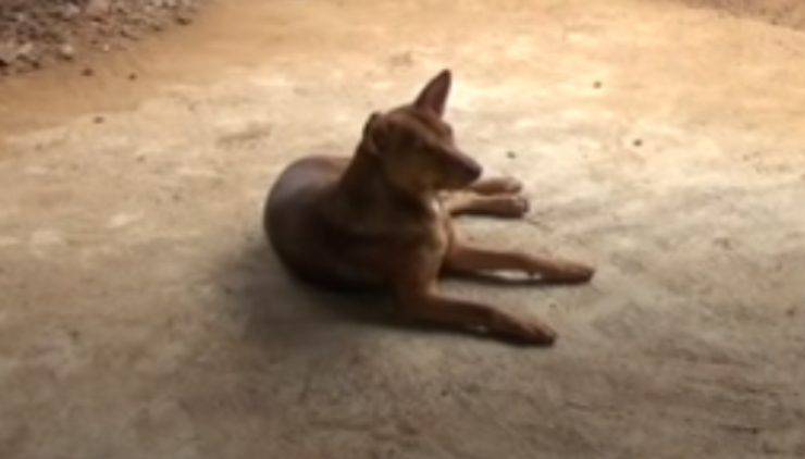 La tranquillità della pelosetta (Foto video)