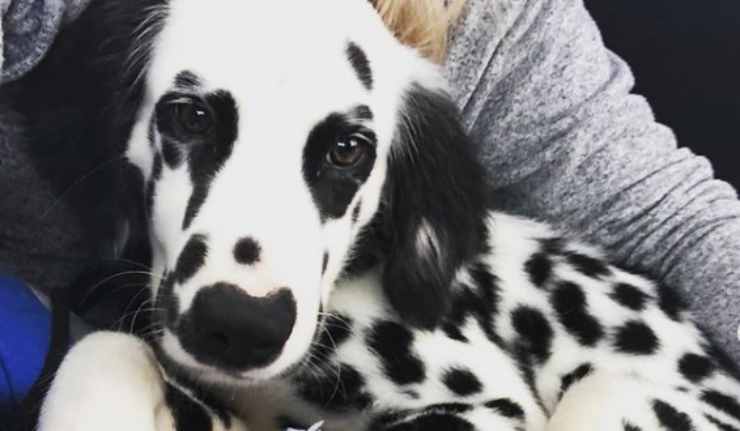 Oakley in braccio (Foto Instagram)