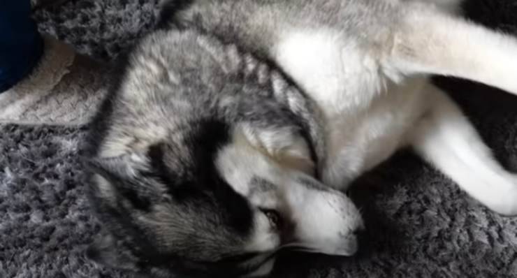 Il cane e la strategia delle coccole (Foto video)