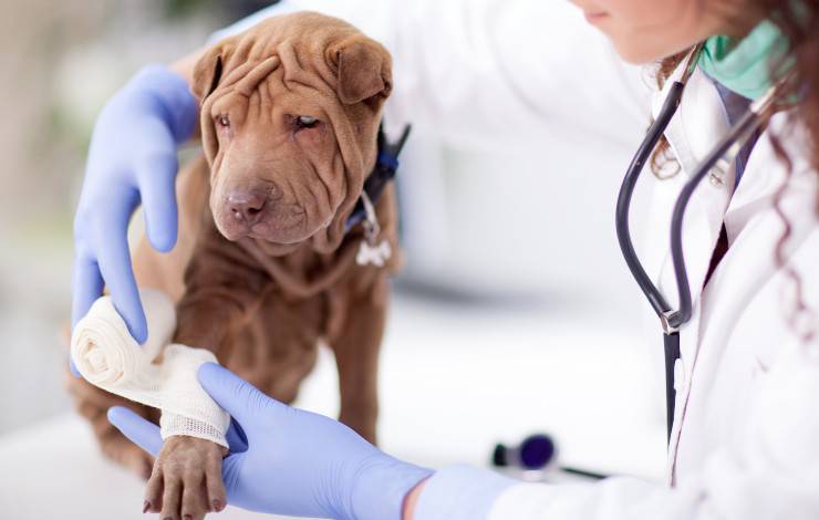 ferita nel cane