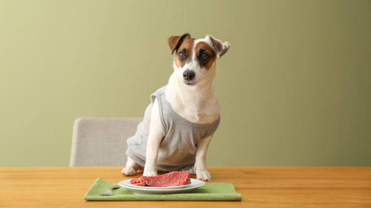 cane può mangiare carne c