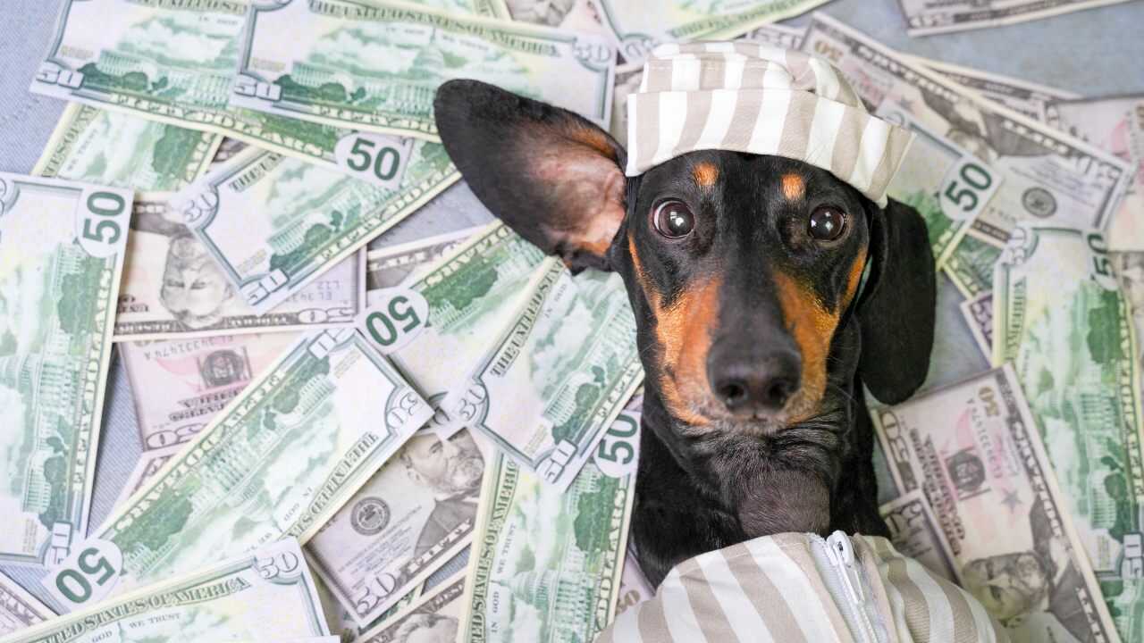 cane soldi cani più ricchi mondo