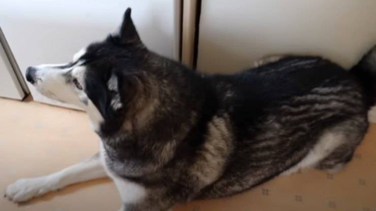 cane sdraiato (Foto video)