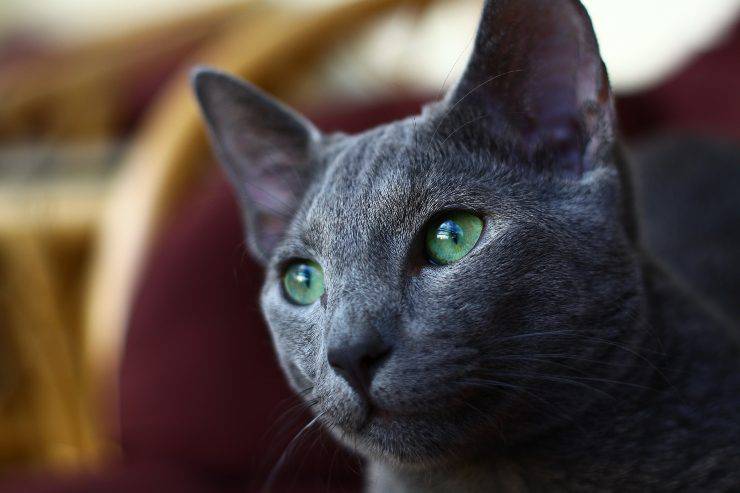 Felino curioso